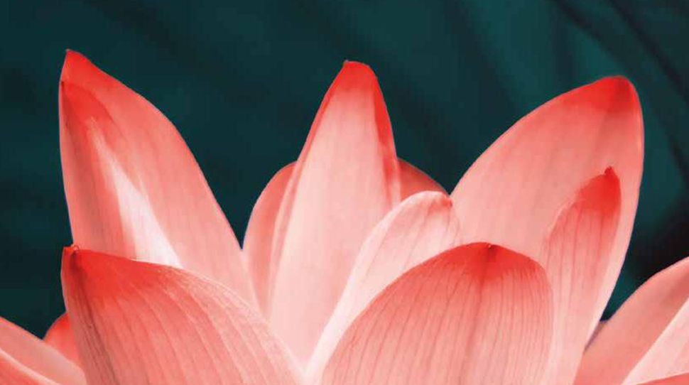 petals | pink | flower | plant |nature | water-lily