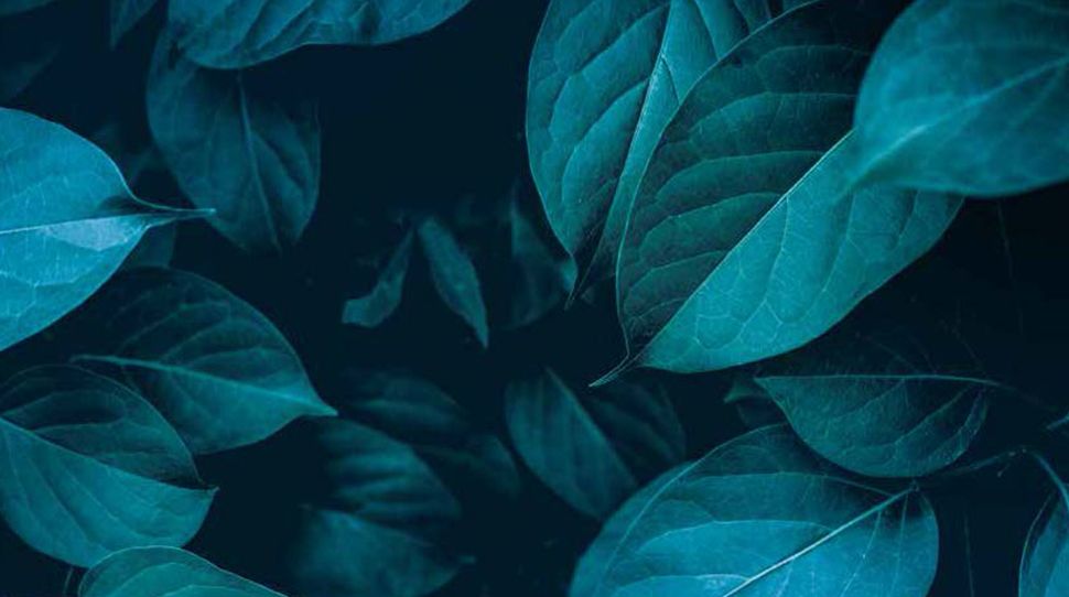 plant | leaves | blue | green | nature